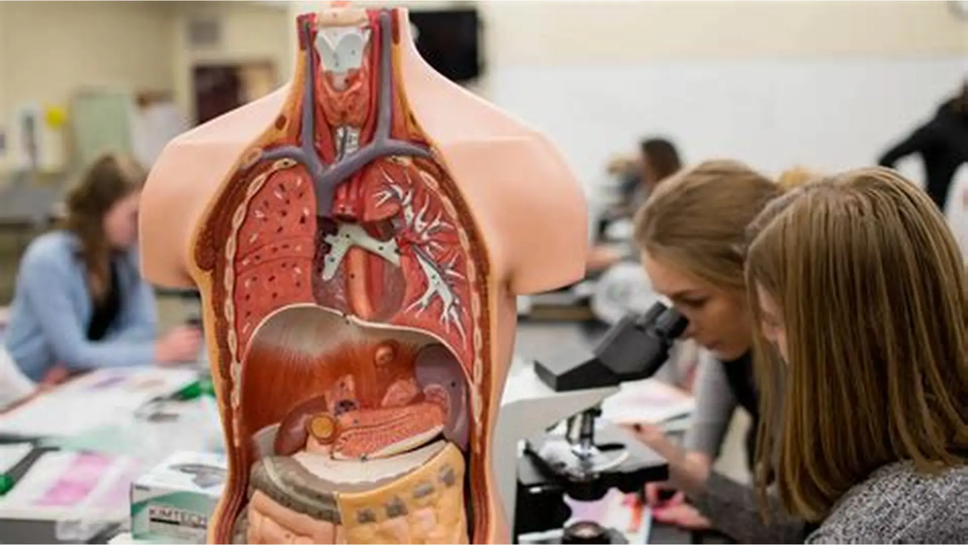 Anatomy and physiology
